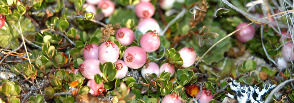 TEABERRY- MALVINA BERRY Myrteola nummularia 